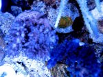 1purpGranulosa12'07.JPG