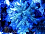 1yellowblutip12'07.JPG