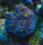 Coral9.jpg