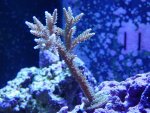 new corals 031.jpg