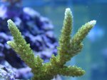 new corals 022.jpg