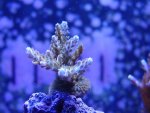 new corals 034.jpg
