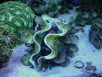 large clam.jpg