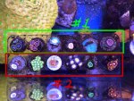 02-07-2024 Corals-1.jpg