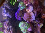 IMG_8235.jpeg