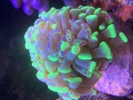 IMG_8238.jpeg