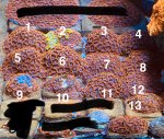 IMG_0819.jpeg