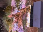 IMG_0489.jpeg