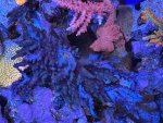 IMG_6154.jpeg