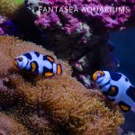 Picasso-clownfish.jpg