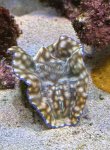 IMG_0241.jpeg