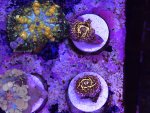 IMG_1670.jpeg