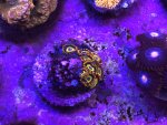 IMG_1661.jpeg