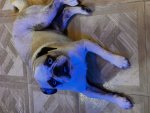 IMG_2725.jpeg
