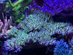 IMG_6007.jpeg
