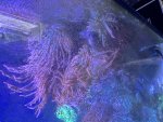IMG_0838.jpeg