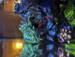 IMG_5221.jpeg