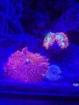 3corals.jpg 3corals.jpg