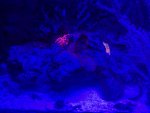 2corals.jpg