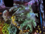 IMG_5275.jpeg