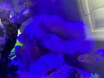 IMG_2381.jpeg