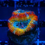 Acan2.jpg