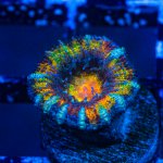 Acan4.jpg