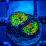 Acan10.jpg