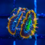 Acan25.jpg