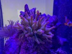 11-11-24 rainbow bta.jpg