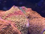 IMG_5286.jpeg IMG_5286.jpeg