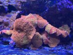 IMG_5288.jpeg IMG_5288.jpeg