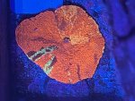 IMG_8501.jpeg