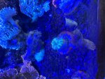 IMG_1310.jpeg