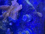 IMG_1311.jpeg