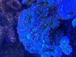 IMG_1341.jpeg