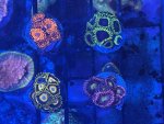 IMG_8572.jpeg