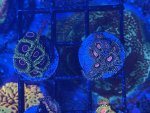IMG_8574.jpeg IMG_8574.jpeg