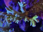IMG_3117.jpeg