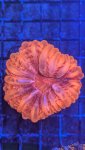 PXL_20250207_021940719.jpg