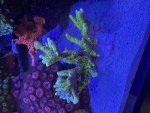 IMG_3606.jpeg