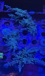 IMG_4686.jpeg