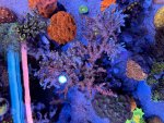 IMG_7874.jpeg