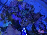 IMG_6599.jpeg