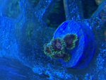 IMG_1769.jpeg