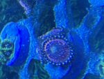 IMG_1771.jpeg