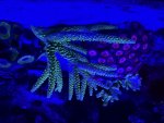IMG_3688.jpeg