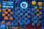 IMG_2243.jpg