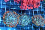 IMG_2262.jpg