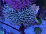 IMG_6785.jpeg